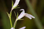 Canby's lobelia